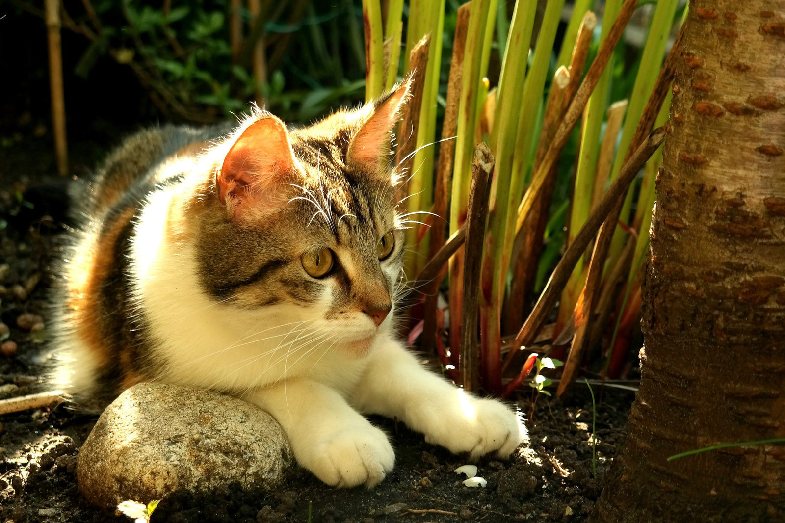 A garden visitor... WOOF!