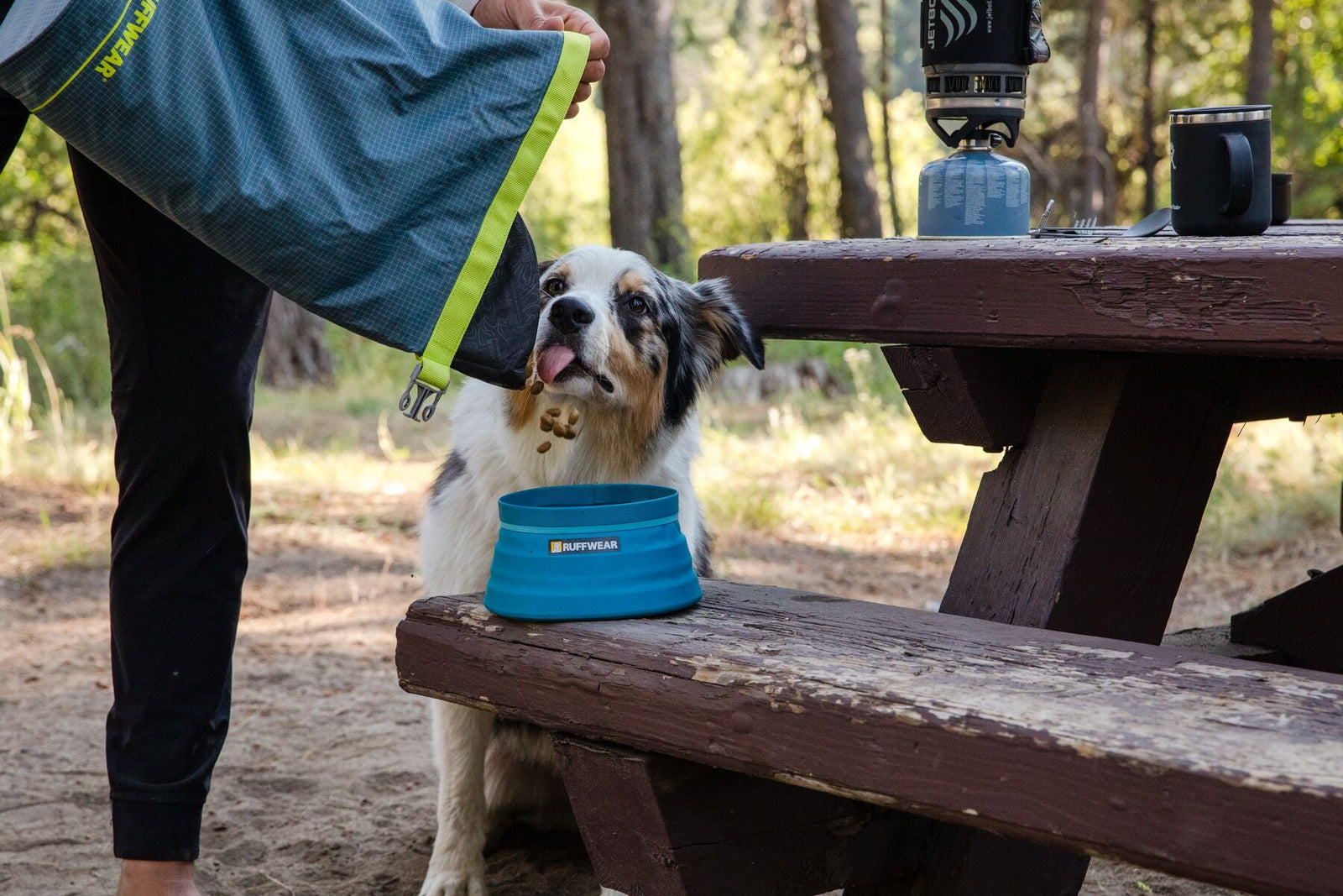 A dog catching treats beside a Ruffwear collapsible bowl on a wooden picnic bench in the woods, with camping kit in the background - perfect for days out with your dog