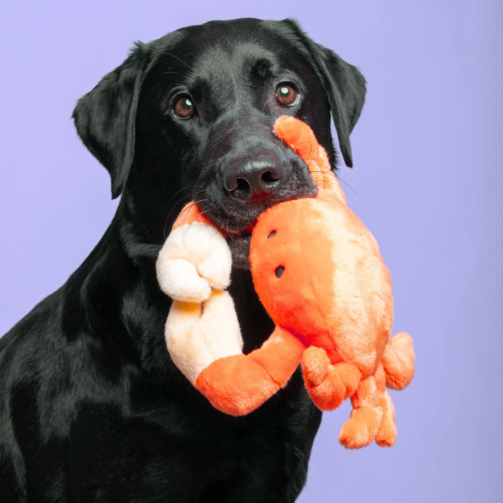 Black Labrador holding Fluff & Tuff Phyllis Crab plush dog toy in mouth against purple background