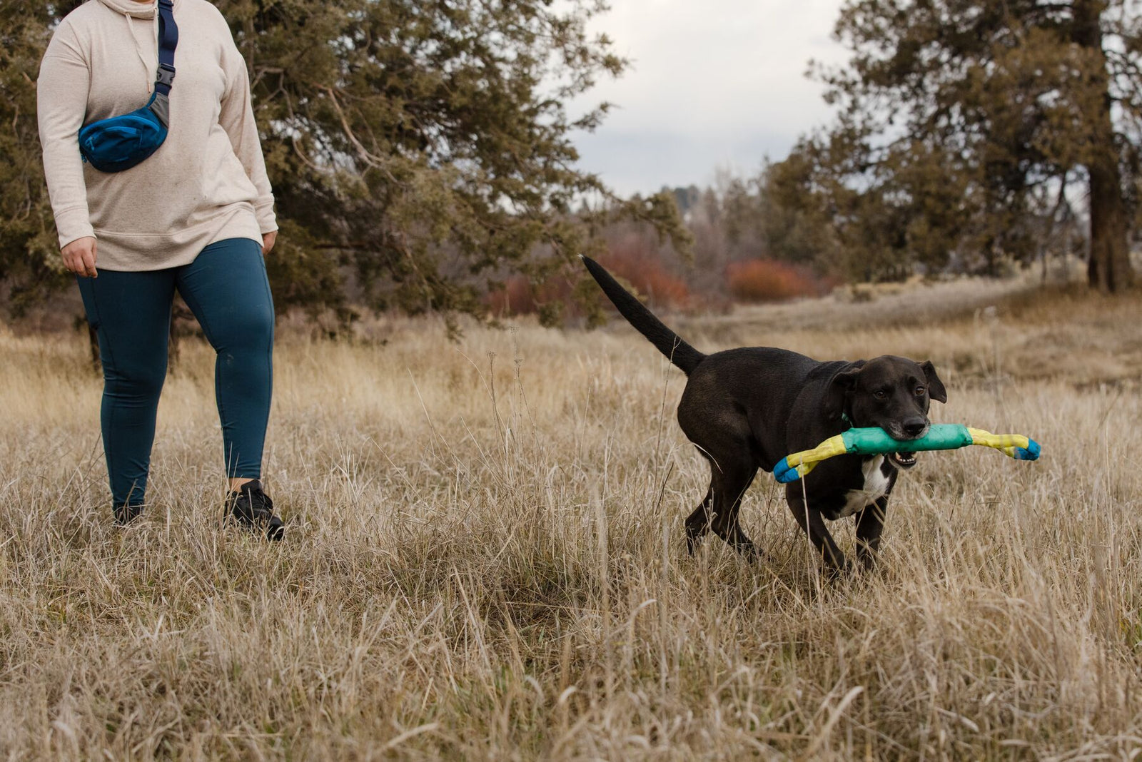 Black dog carrying the Ruffwear Pacific Loop toy in Aurora Teal through dry autumn grassland, owner walking alongside through a sparse woodland clearing