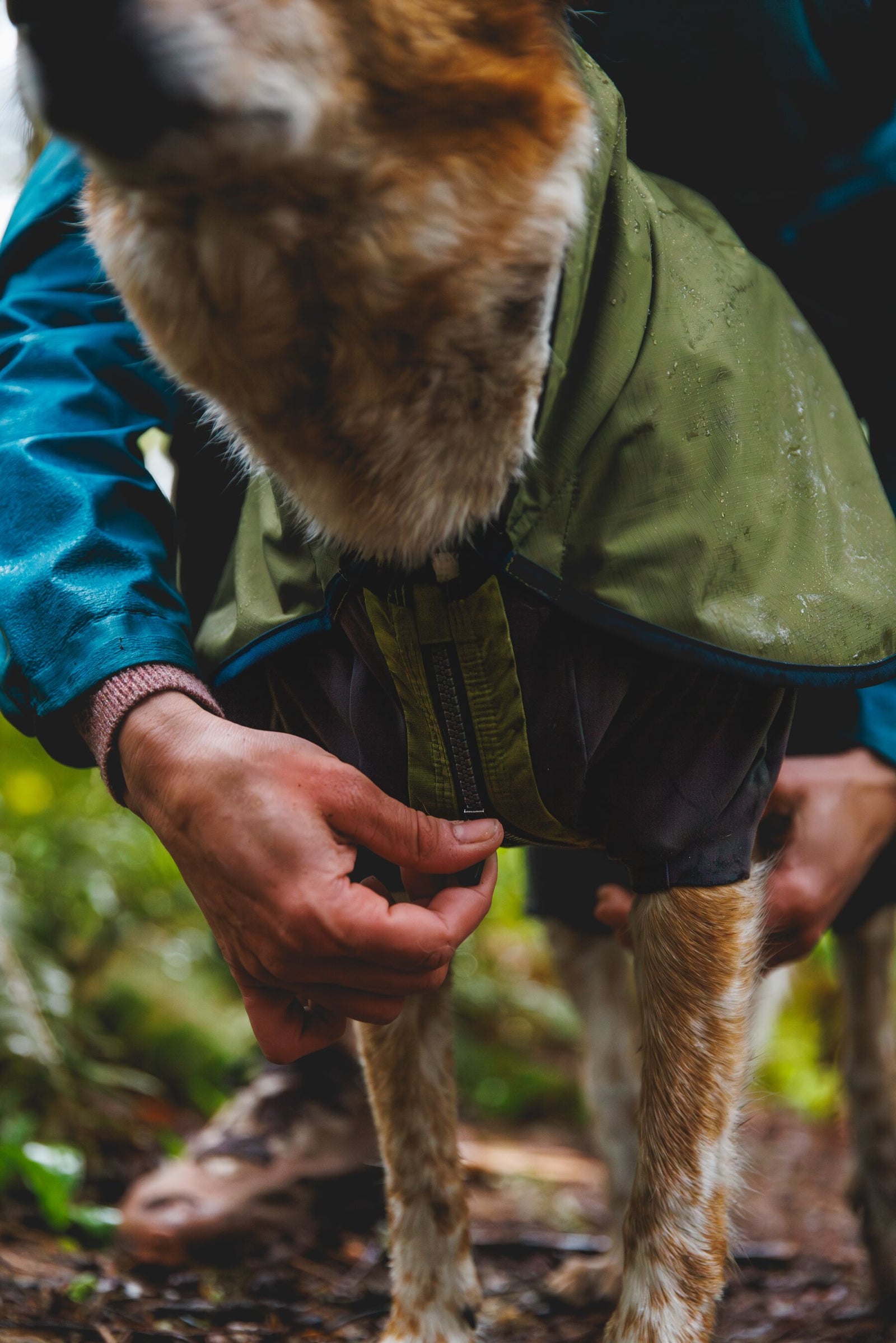 Dog being fitted with Ruffwear Sun Shower Coverall outdoors