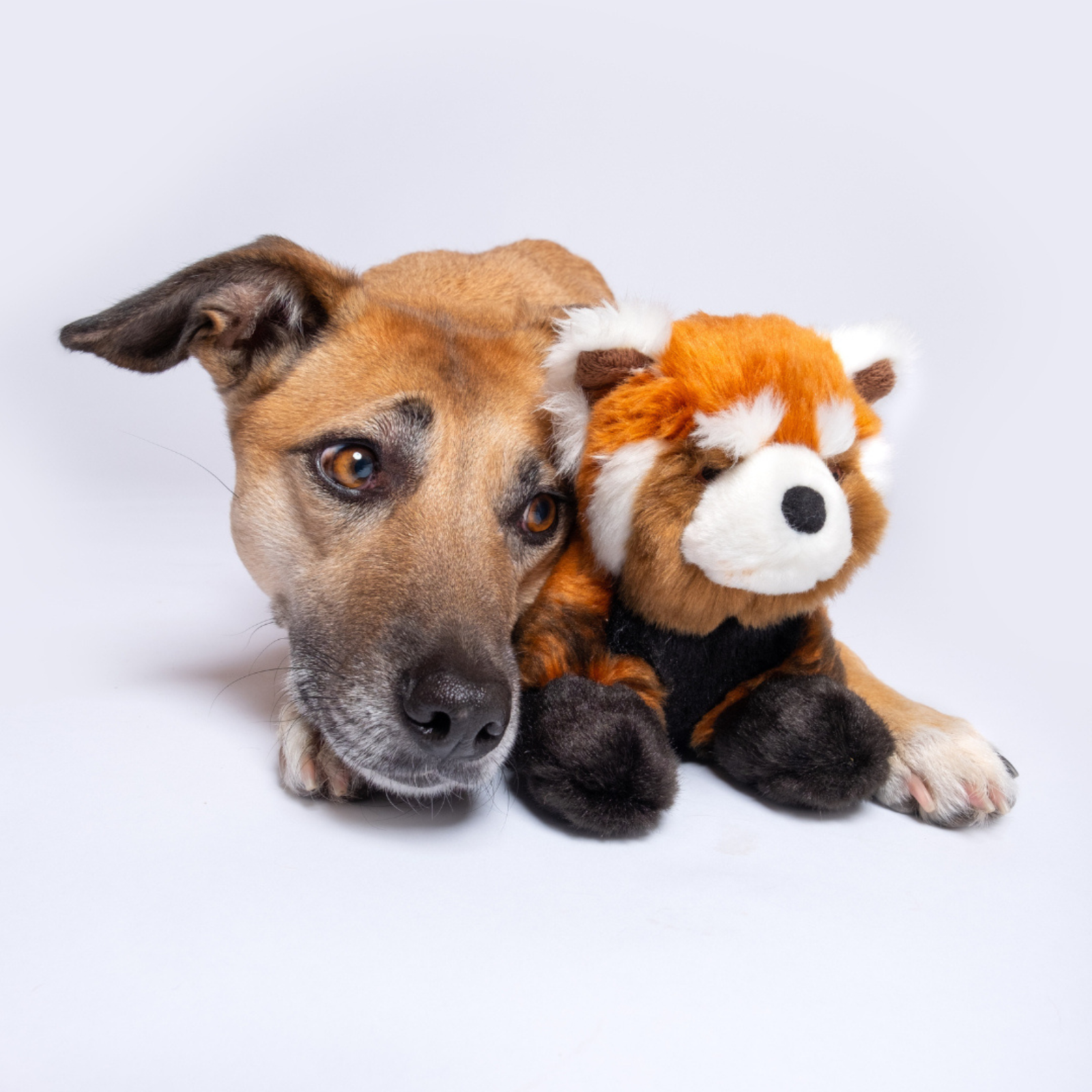 Dog lying next to Fluff & Tuff Archie Red Panda plush dog toy on grey background