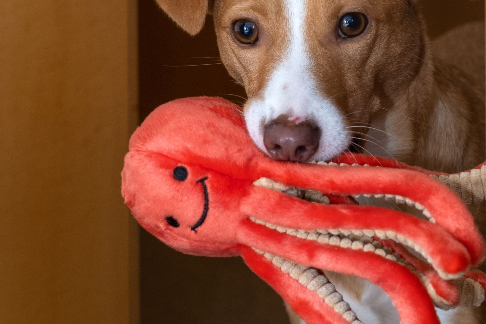 Jack Russell Terrier gripping a Fluff & Tuff Squirt Octopus squeaky plush dog toy in its mouth indoors.