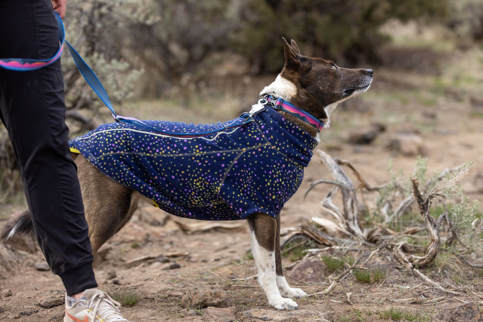 Dog on a trail walk wearing a Ruffwear Climate Changer Fleece Jacket in Galaxy and a Ruffwear Crag Collar in Alpine Dusk