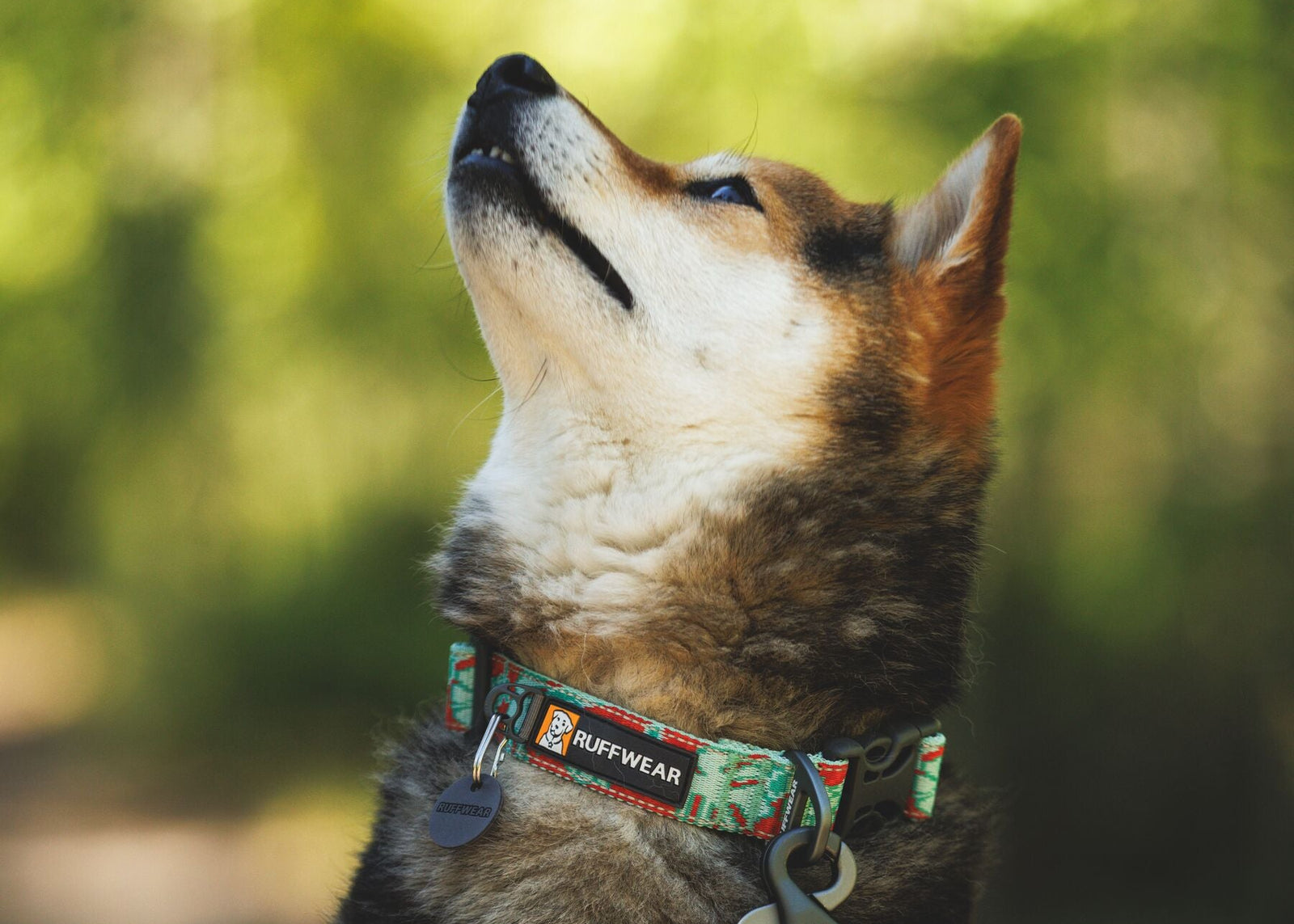 Ruffwear Crag Reflective Dog Collar in Tropical Bloom worn on a Shiba Inu looking upward in a woodland setting - sage green and burnt orange floral pattern with Ruffwear tag - Barks & Bunnies, UK Ruffwear stockist