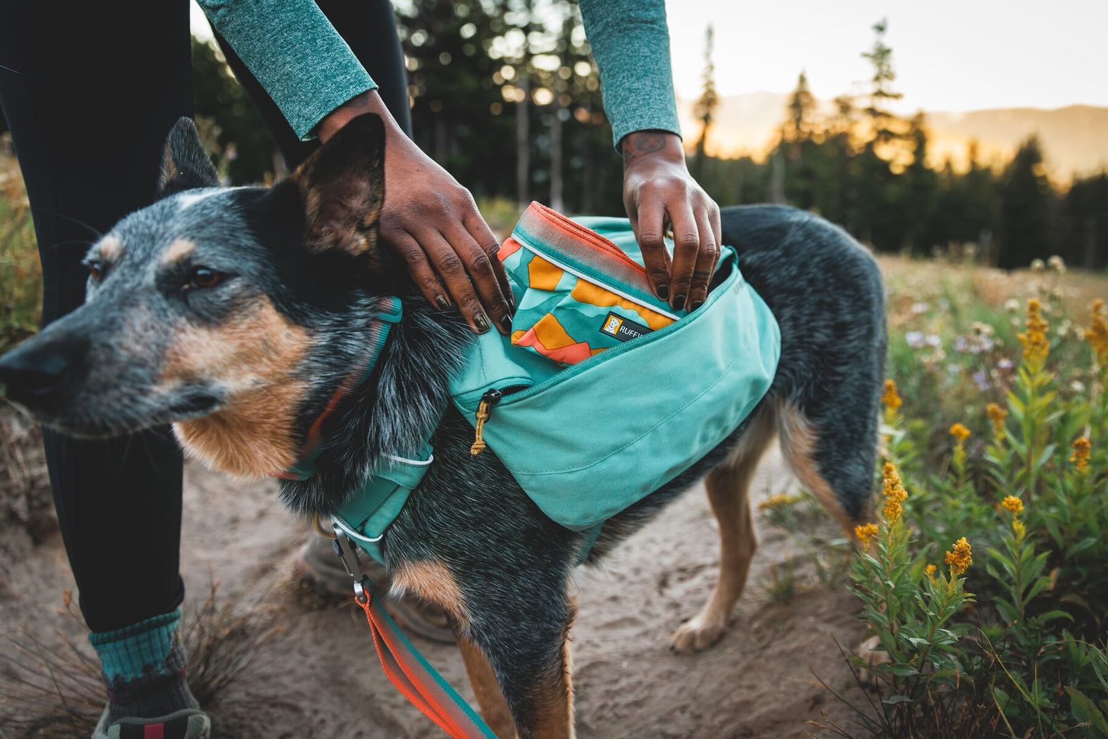 Handler packing the saddlebag on a blue heeler wearing the Ruffwear Front Range Day Pack in River Rock Green, standing on a dirt trail surrounded by wildflowers at golden hour.