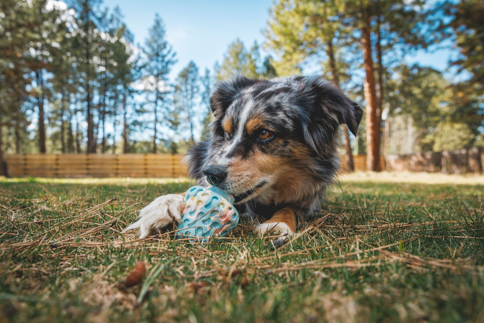 Australian Shepherd dog lying on dry grass, paws forward, working at the Ruffwear Morel enrichment toy in Blue Prism, tall pine trees and wooden fence softly blurred behind in bright afternoon sun