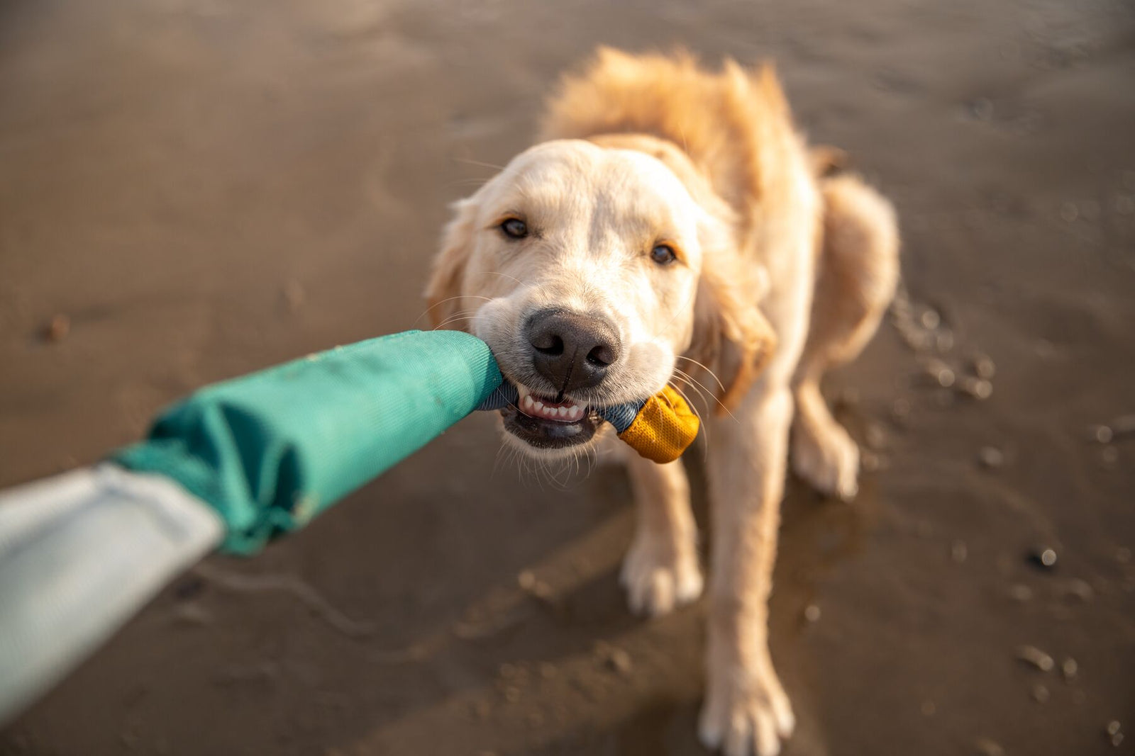 Close-up of a golden retriever tugging the Ruffwear Pacific Loop toy in Aurora Teal on a sandy beach, teeth gripping the tug pad, warm evening light, owner's hand holding the handle end