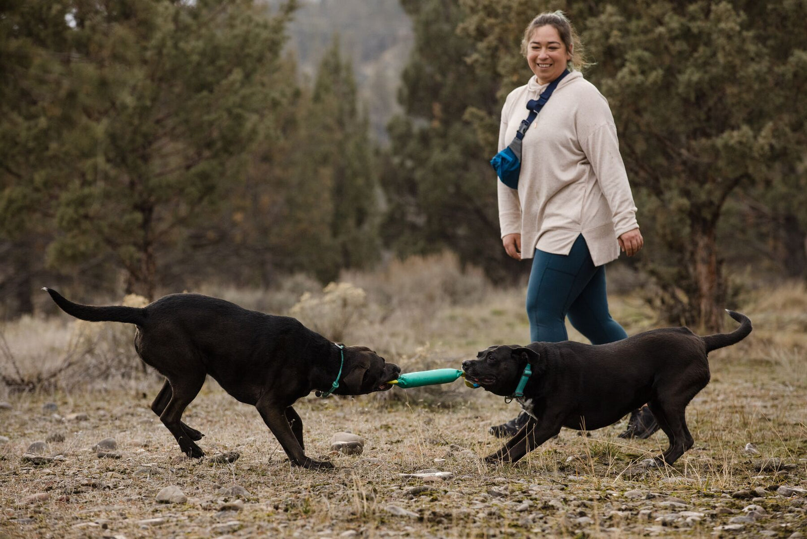 Two black Labradors playing tug together with the Ruffwear Pacific Loop toy in Aurora Teal, smiling owner watching on in a sparse pine woodland