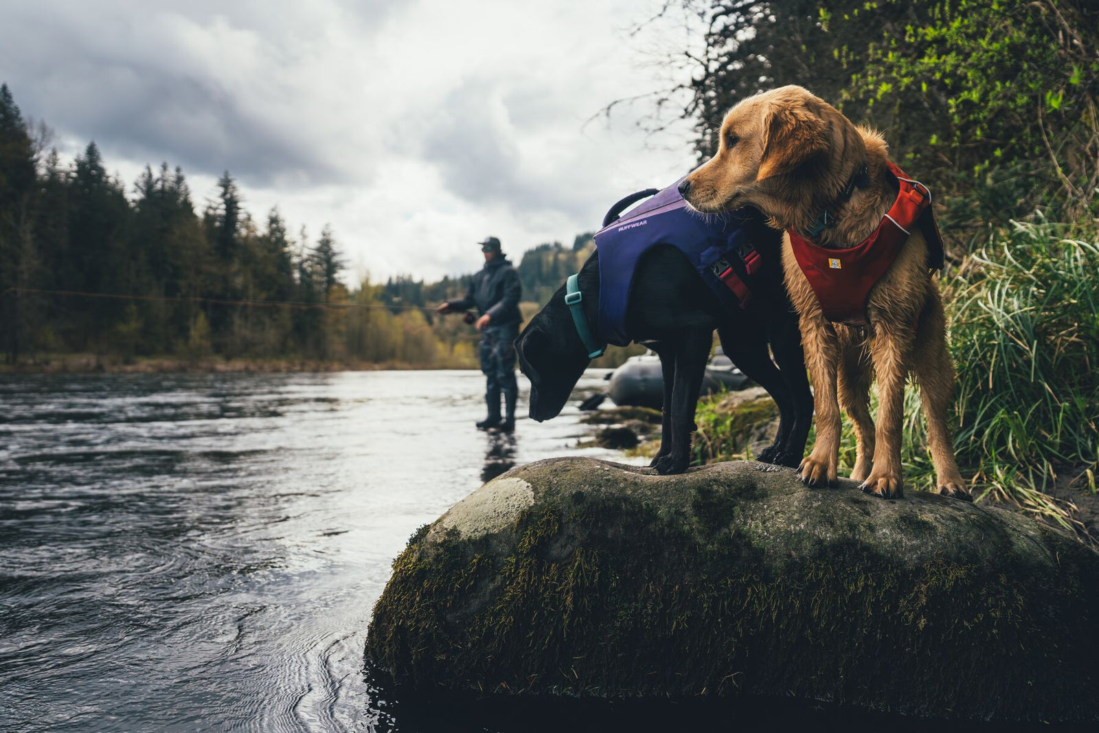 Two dogs by a river - wearing the Ruffwear Float Coat standing in the water, rock in the foreground, person fly fishing in the background.