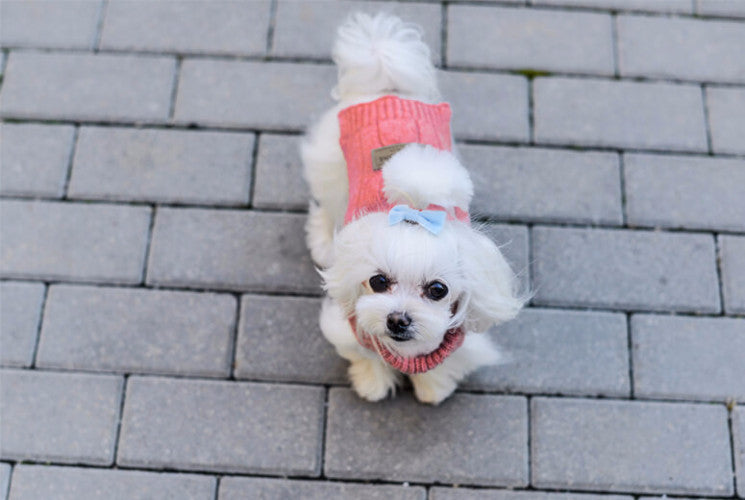 Bowl & Bone Aspen Pullover Pink, Warm Wool Dog Coat | Barks & Bunnies