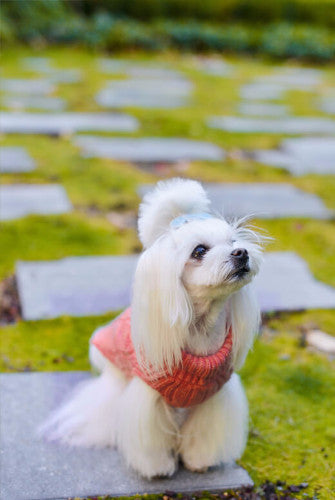 Bowl & Bone Aspen Pullover Red, Warm Wool Dog Coat | Barks & Bunnies