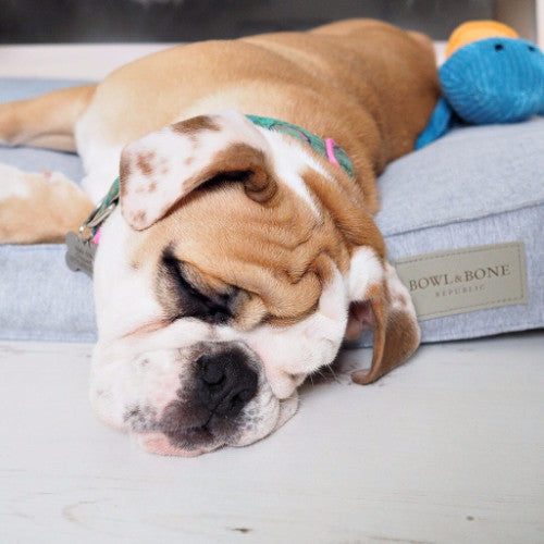 Bowl & Bone Republic Loft Cushion Grey, Dog Bed | Barks & Bunnies
