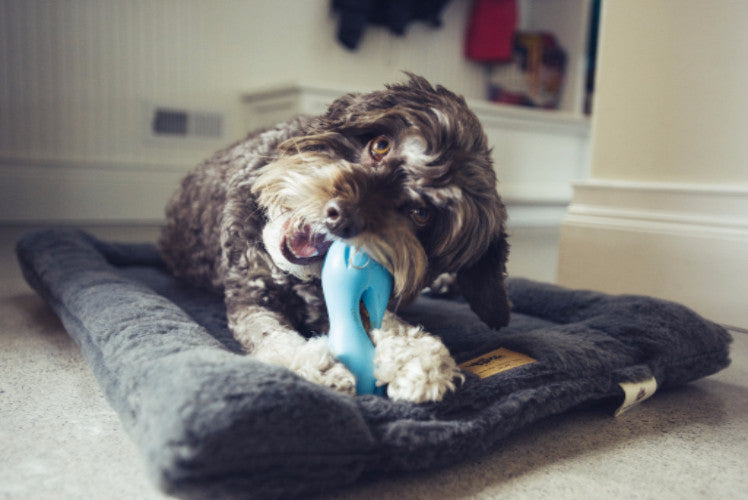 Zogoflex Qwizl, Interactive Extra tough Dog Toy UK | Barks & Bunnies