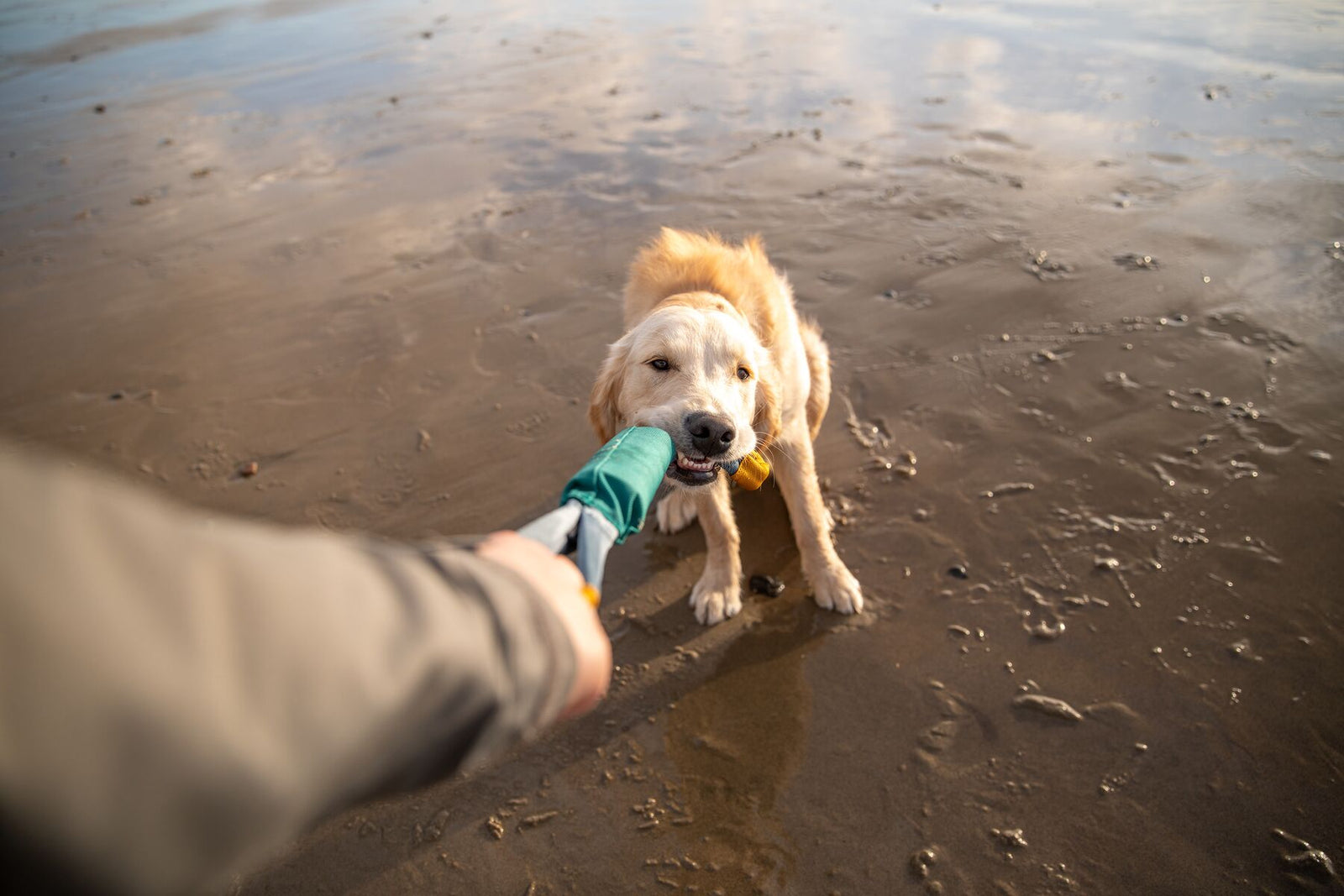 Golden retriever playing tug with the Ruffwear Pacific Loop toy in Aurora Teal on a wide wet sandy beach, owner's hand holding the handle end, warm golden light