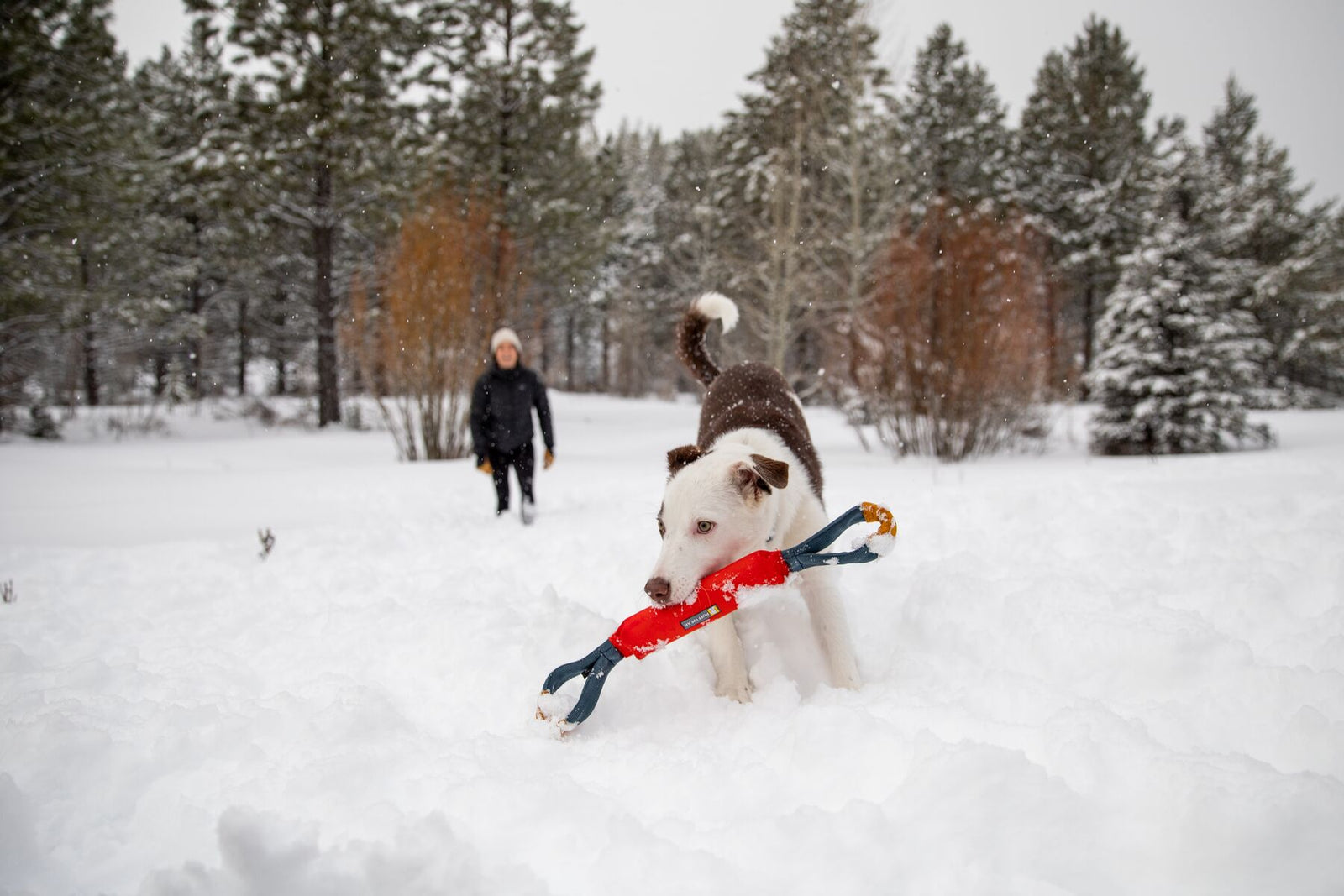 Brown and white dog running through deep snow carrying the Ruffwear Pacific Loop toy in Sockeye Red in its mouth, owner walking through snowy pine forest in the background