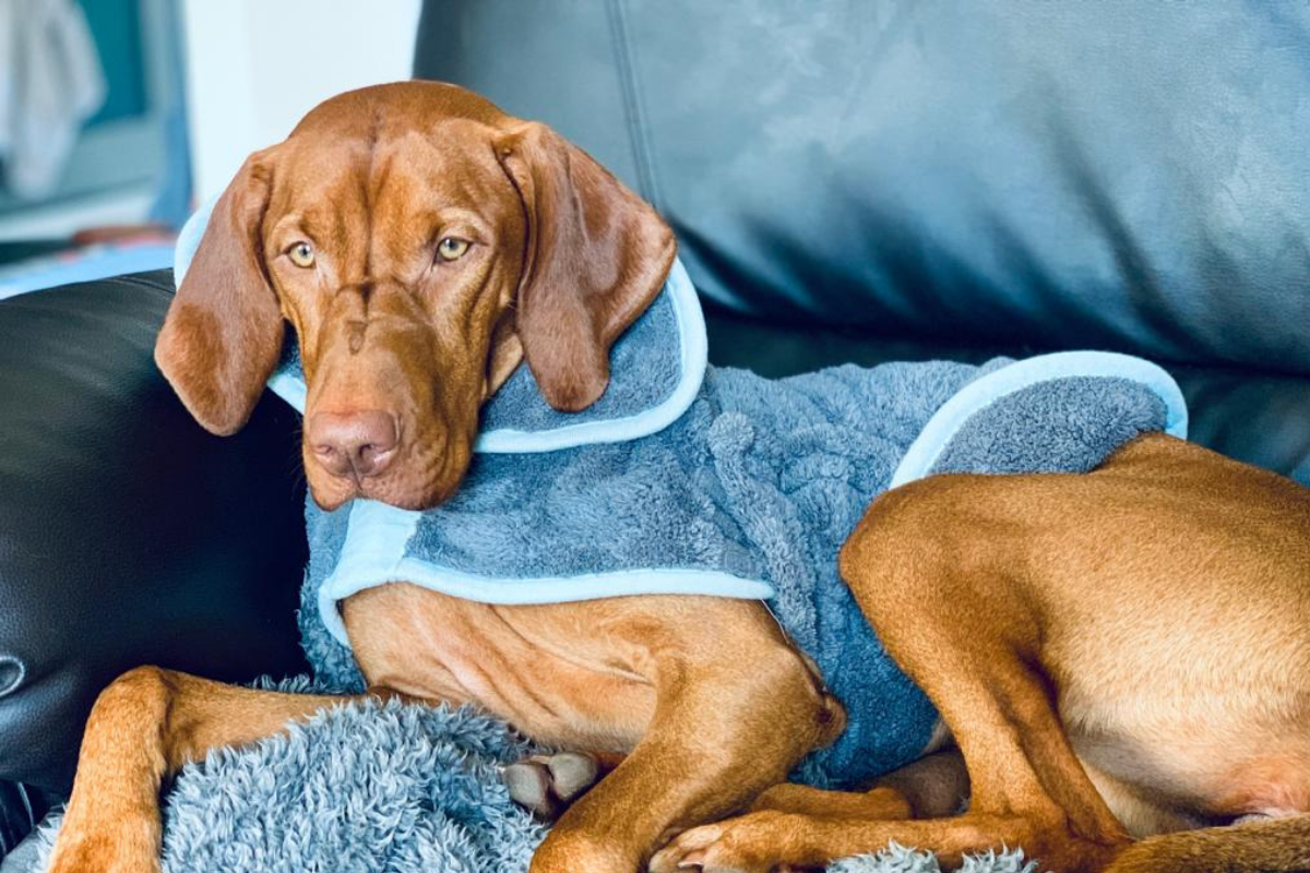 Henry Wag Microfibre Dog Drying Coat | Barks & Bunnies