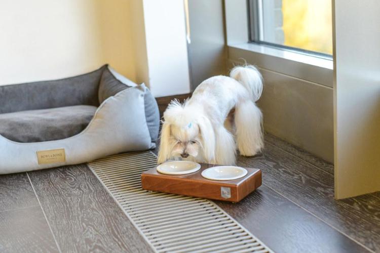 Bowl & Bone Republic DUO CERAMIC Grey, Dog Bowl | Barks & Bunnies