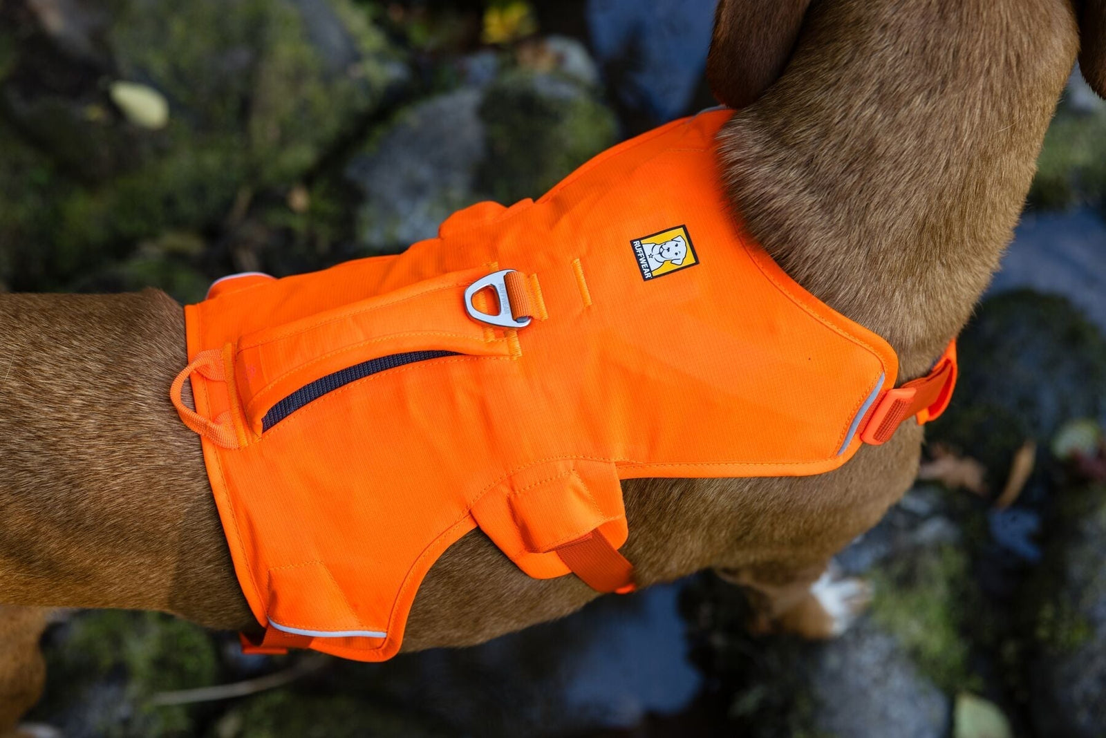 Do You Really Need a Dog Harness with a Handle?