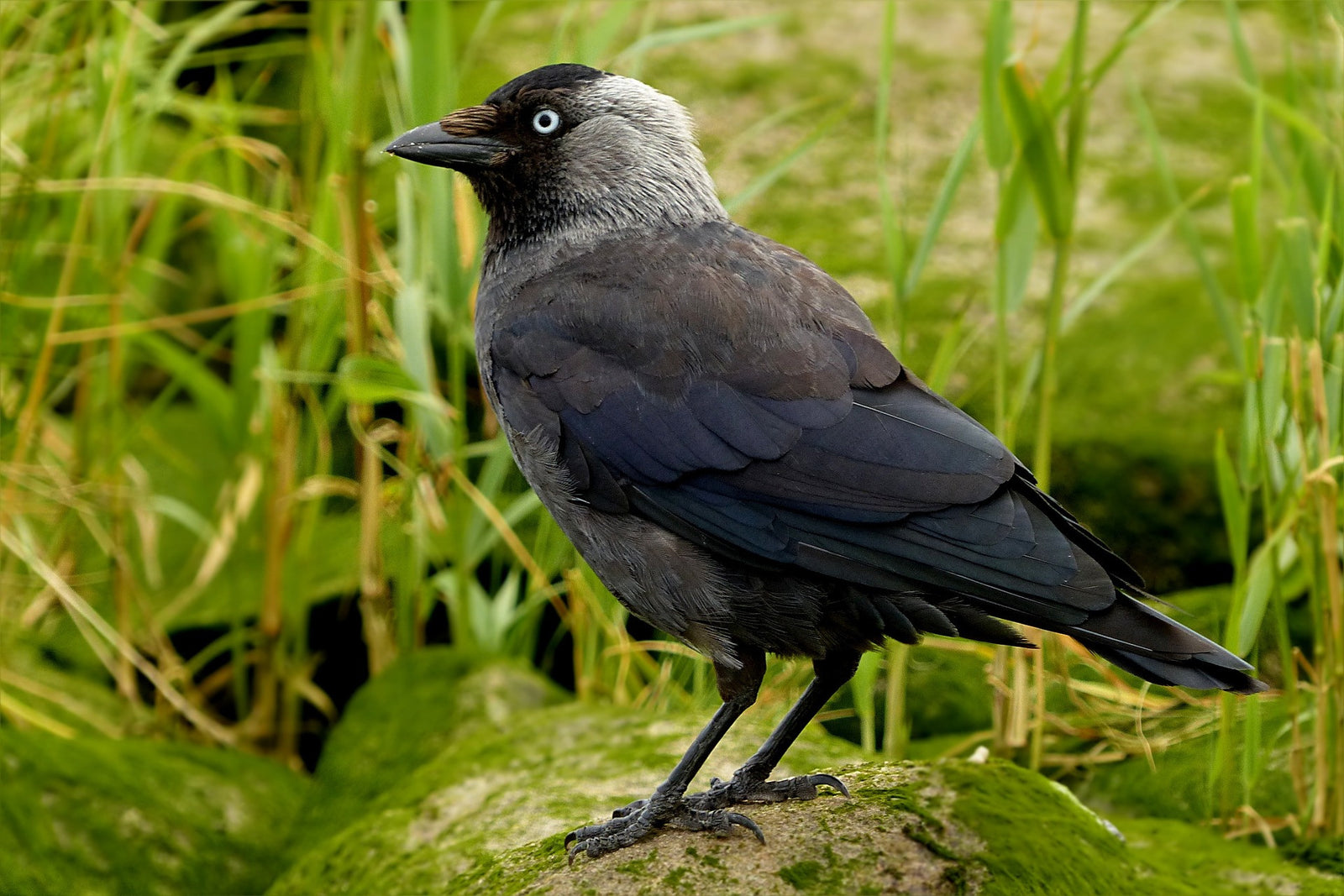 Jack the Jackdaw