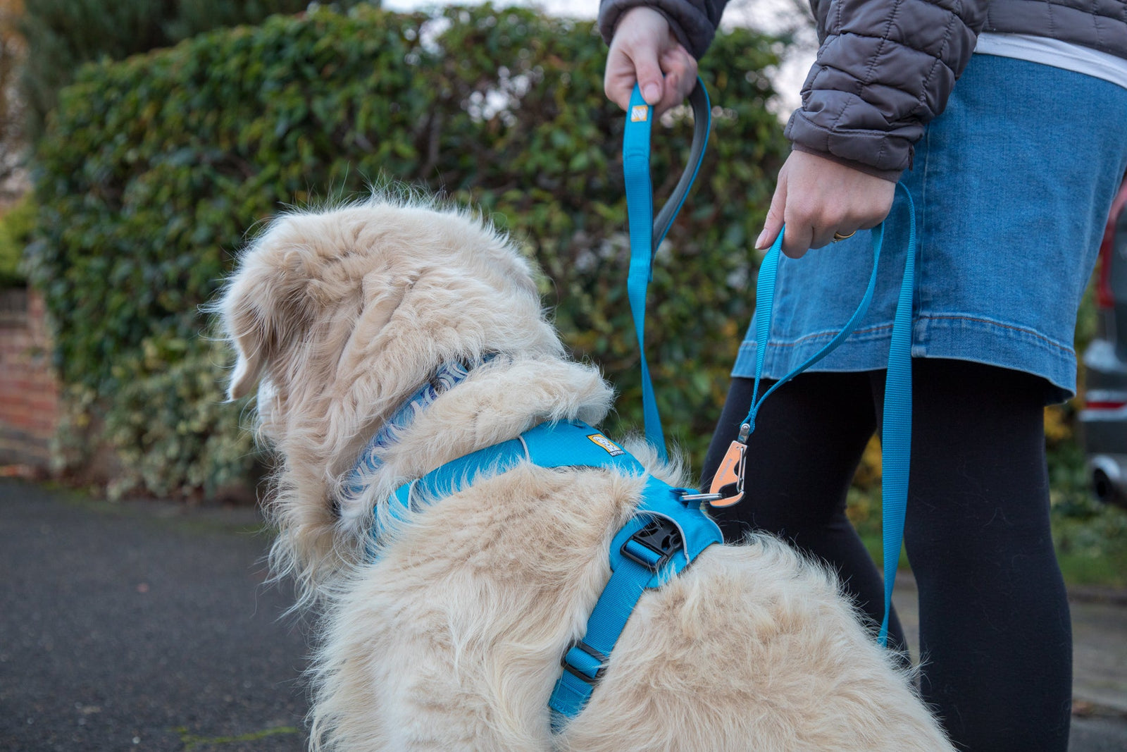 Golden retriever dog in a blue Ruffwear harness looking up at their owner on a morning walk