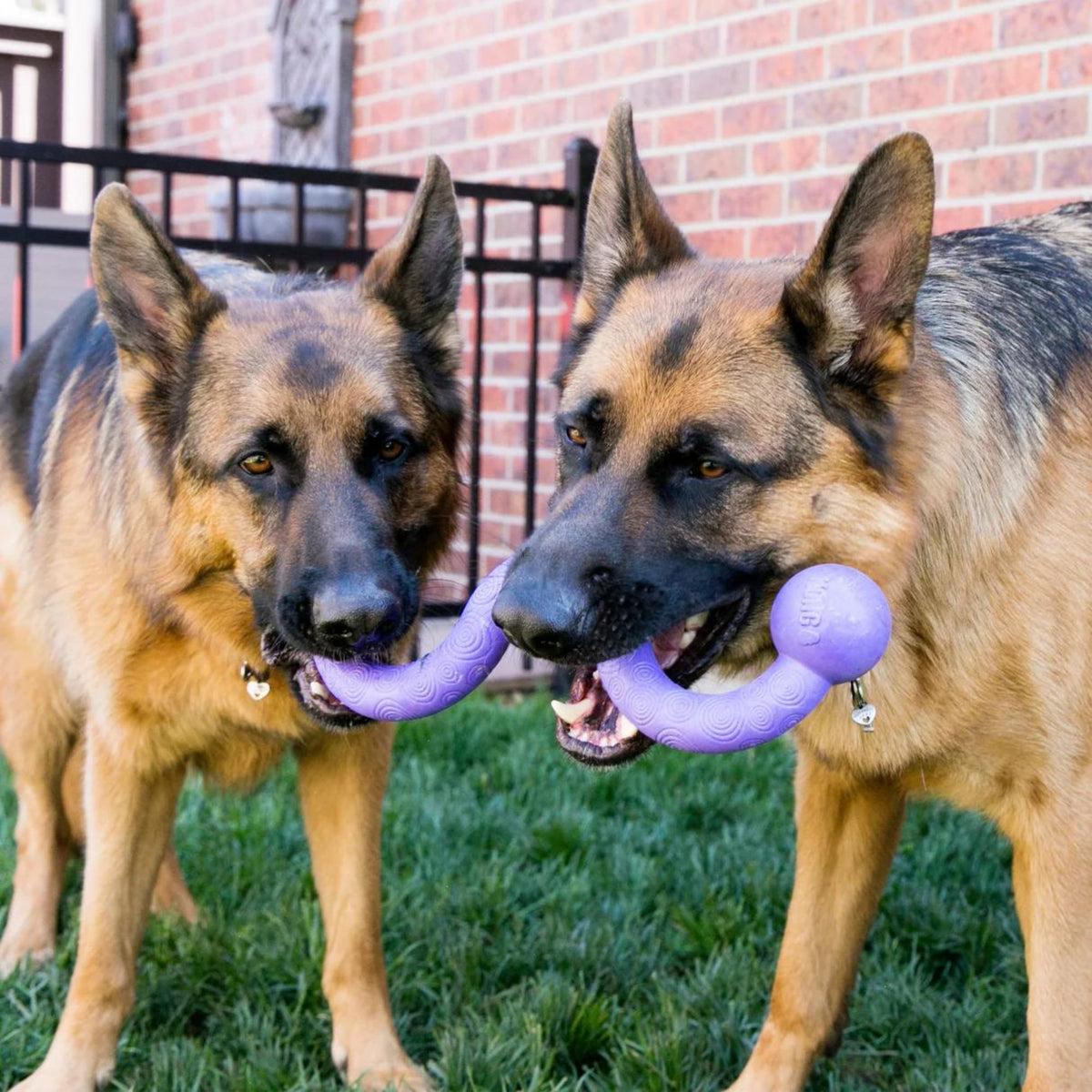 Kong Ogee Stick Dog Toy, Floating Dog Toys | Barks &amp; Bunnies