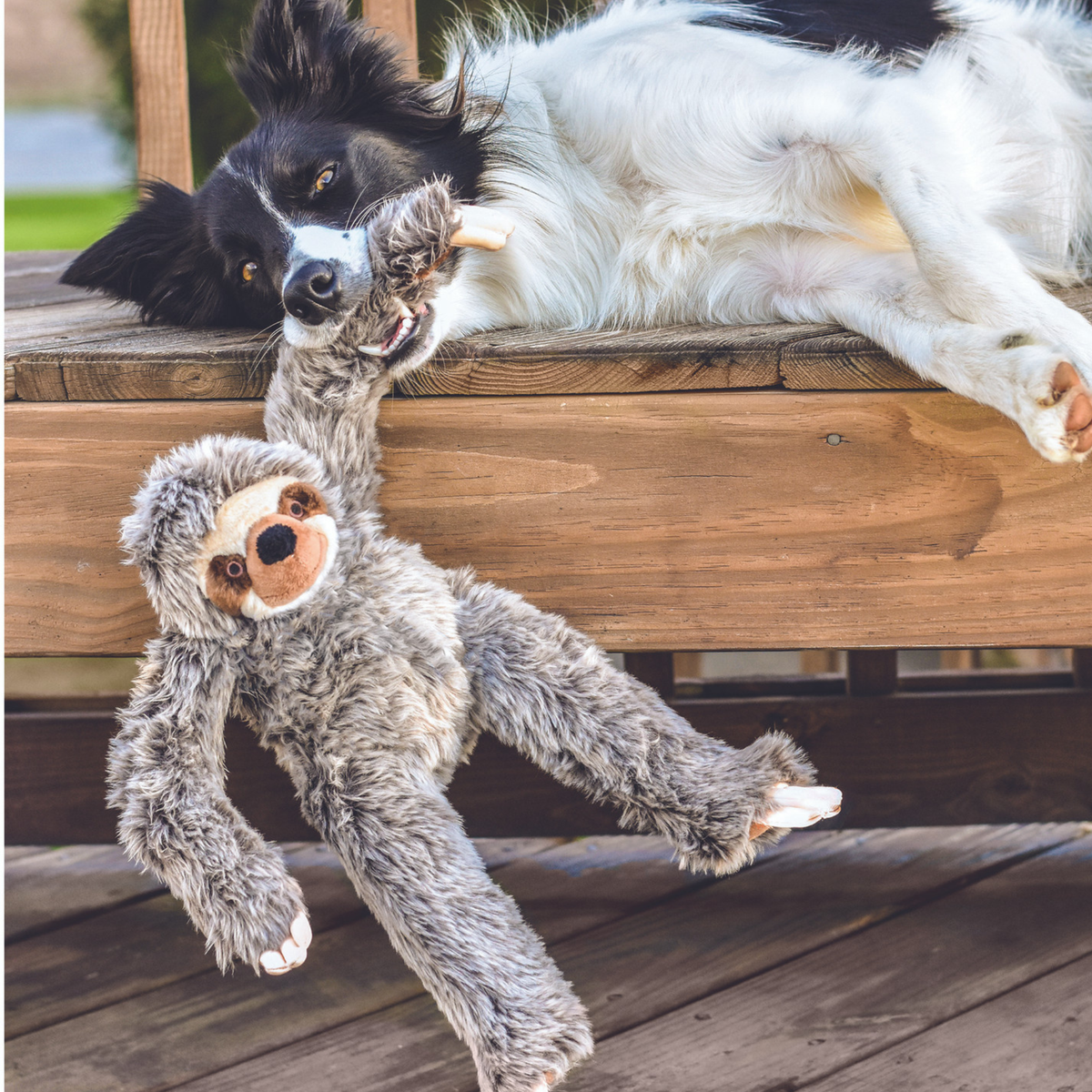 Border collie dangling Fluff and Tuff Tico Sloth plush toy over the edge of a wooden bench outdoors