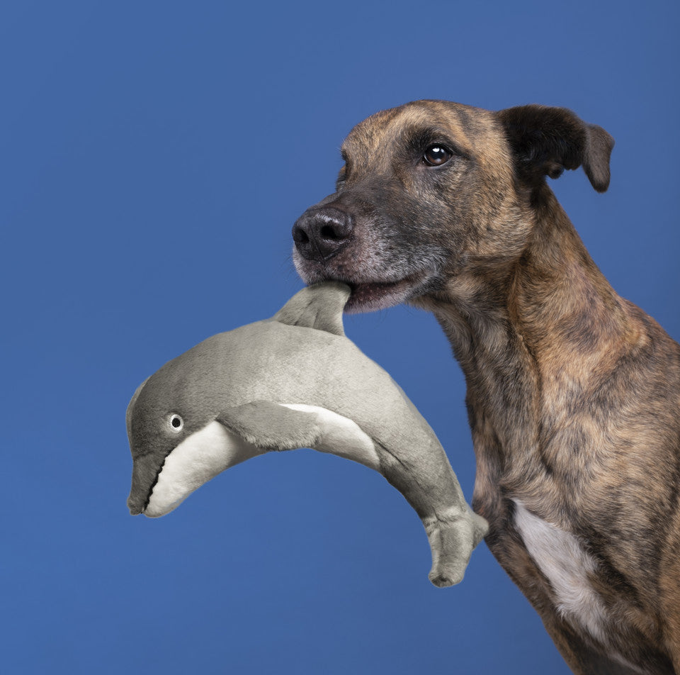 Fluff & Tuff Danny Dolphin grey plush dog toy on white background