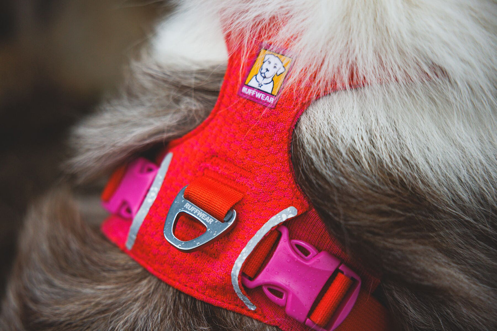Close-up of the Ruffwear Front Range Flex Harness in Rose Violet showing the knit construction, chest D-ring leash attachment and quick-release buckle detail on a fluffy dog