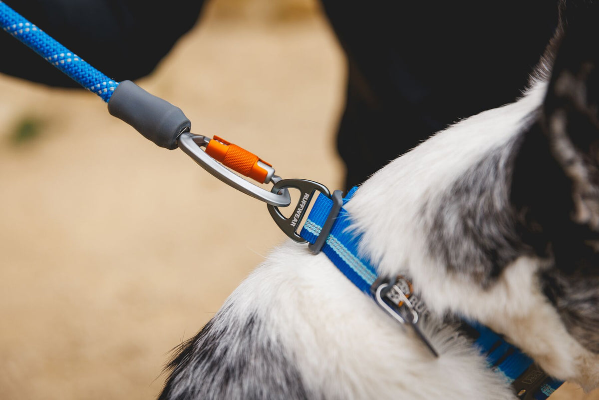 Close-up of the Ruffwear Knot-a-Long leash in Blue Pool showing the lockable Crux Clip attached to a Ruffwear Top Rope collar at Smith Rock