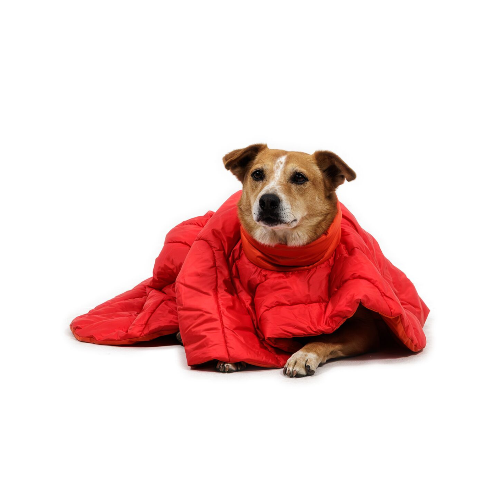Dog wearing Ruffwear Palisades Sleep Poncho in Red Currant, lying down