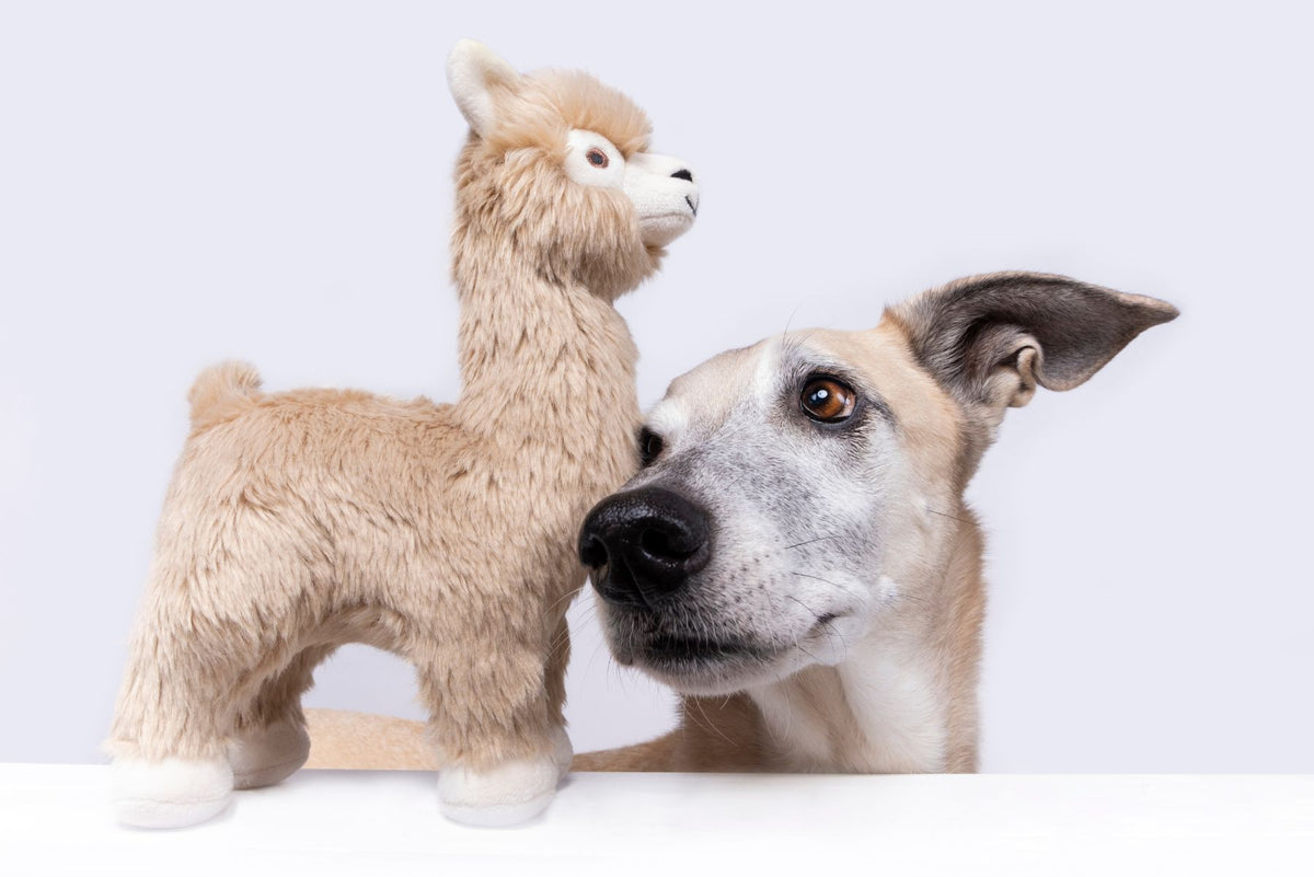 Lurcher standing nose-to-nose with a Fluff &amp; Tuff Inca Alpaca squeaky plush dog toy against a white background.