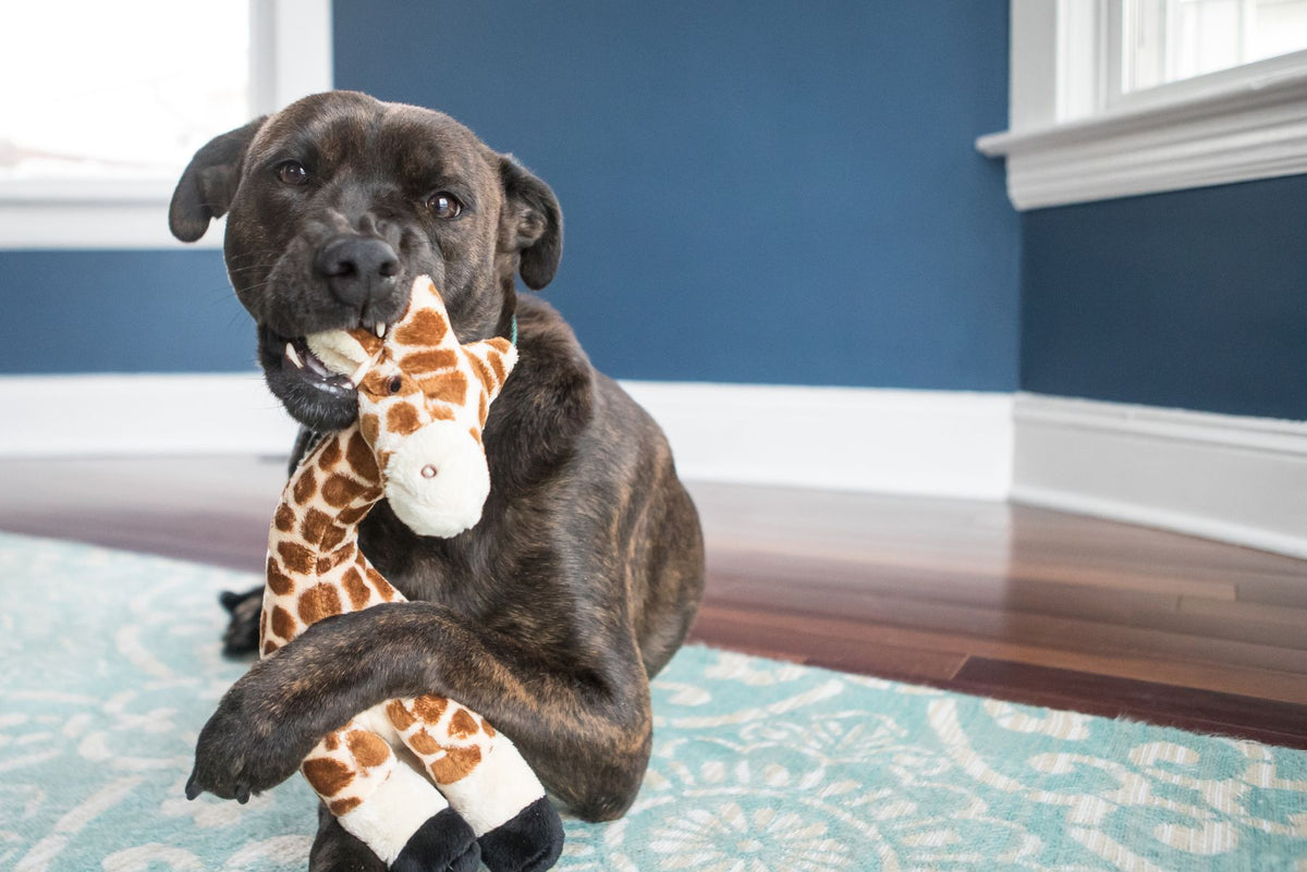 Brindle Staffordshire Bull Terrier lying down and chewing a Fluff &amp; Tuff Nelly Giraffe squeaky plush dog toy on a patterned rug.