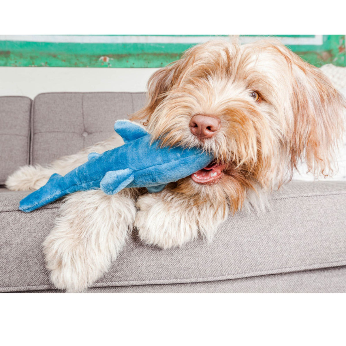 Fluffy dog lying on sofa holding Fluff &amp; Tuff Tank Shark blue plush toy in mouth
