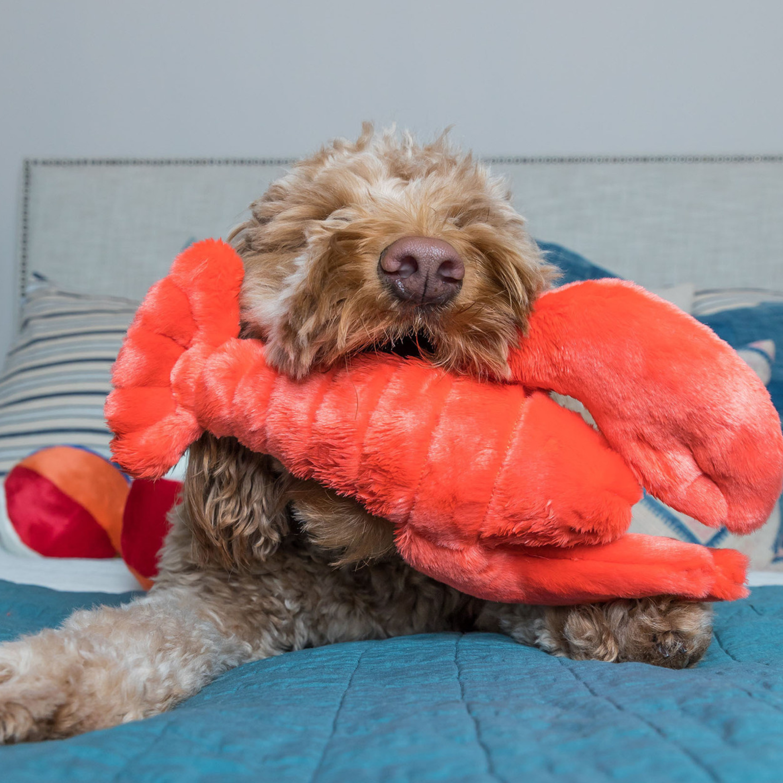 Fluff and Tuff Manny Lobster plush dog toy in red with cream belly and large claws on white background