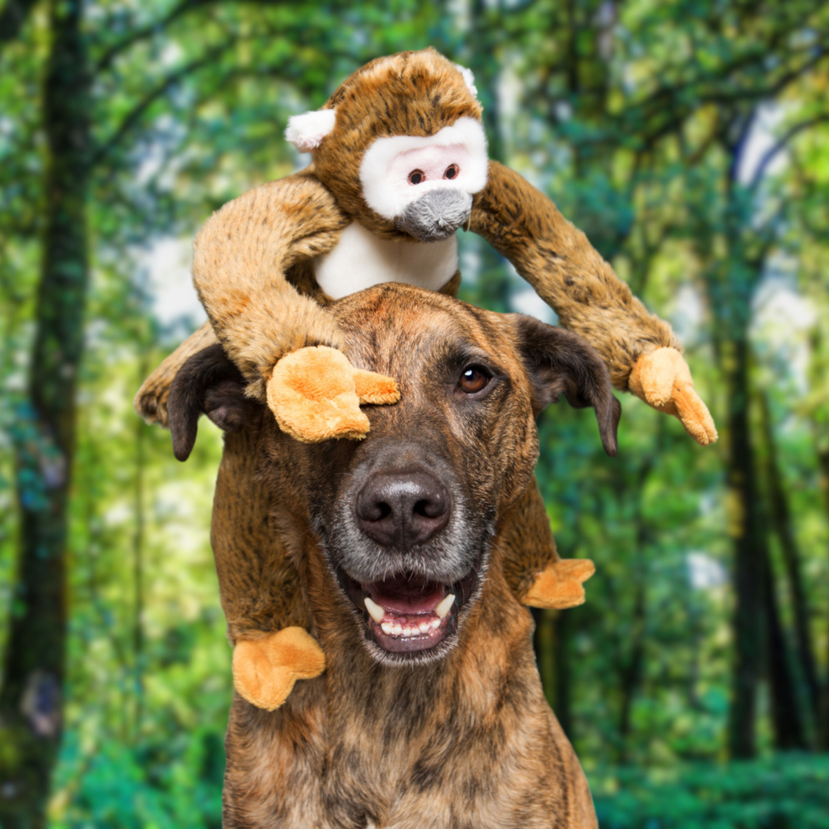 Happy dog with Fluff &amp; Tuff Albert Squirrel Monkey plush toy sitting on its head in woodland setting