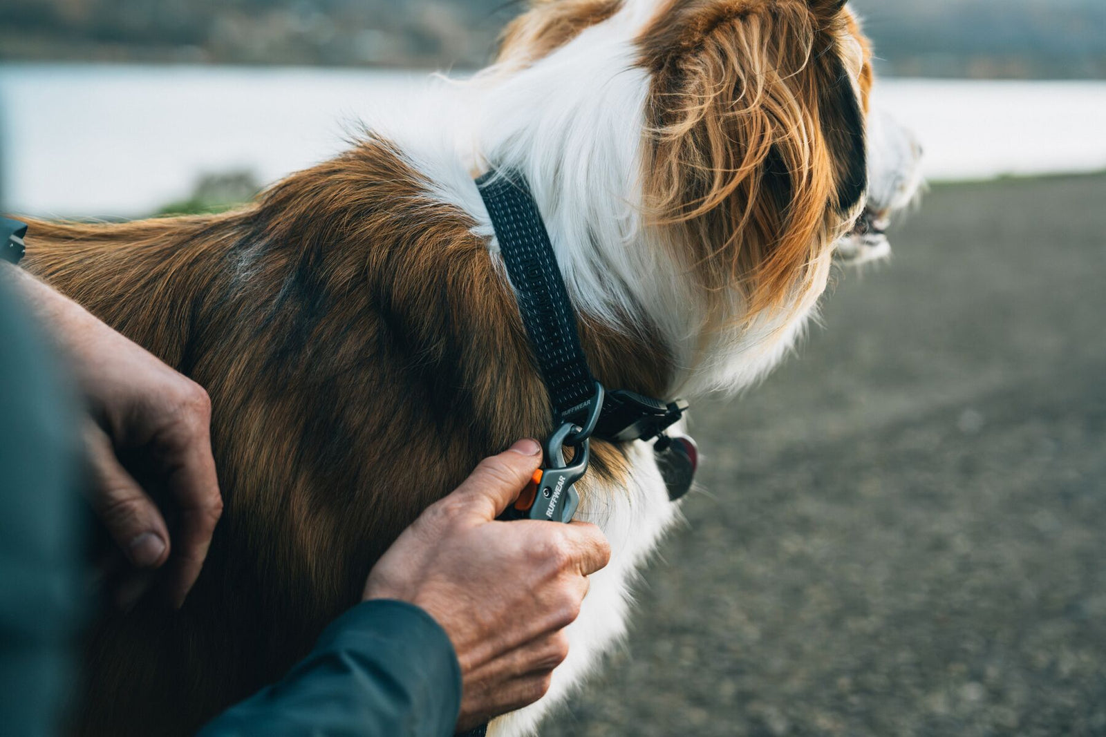 Long-haired dog wearing the Ruffwear Ridgeline Dog Collar and Ridgeline Leash outdoors by the water