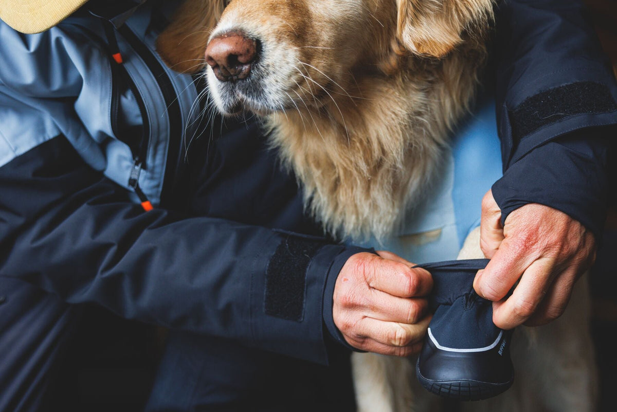 Owner fitting Ruffwear Polar Trex Winter Dog Boot onto Golden Retriever's paw outdoors, showing hook-and-loop closure being secured, dog wearing Powder Hound Jacket in Polar Blue