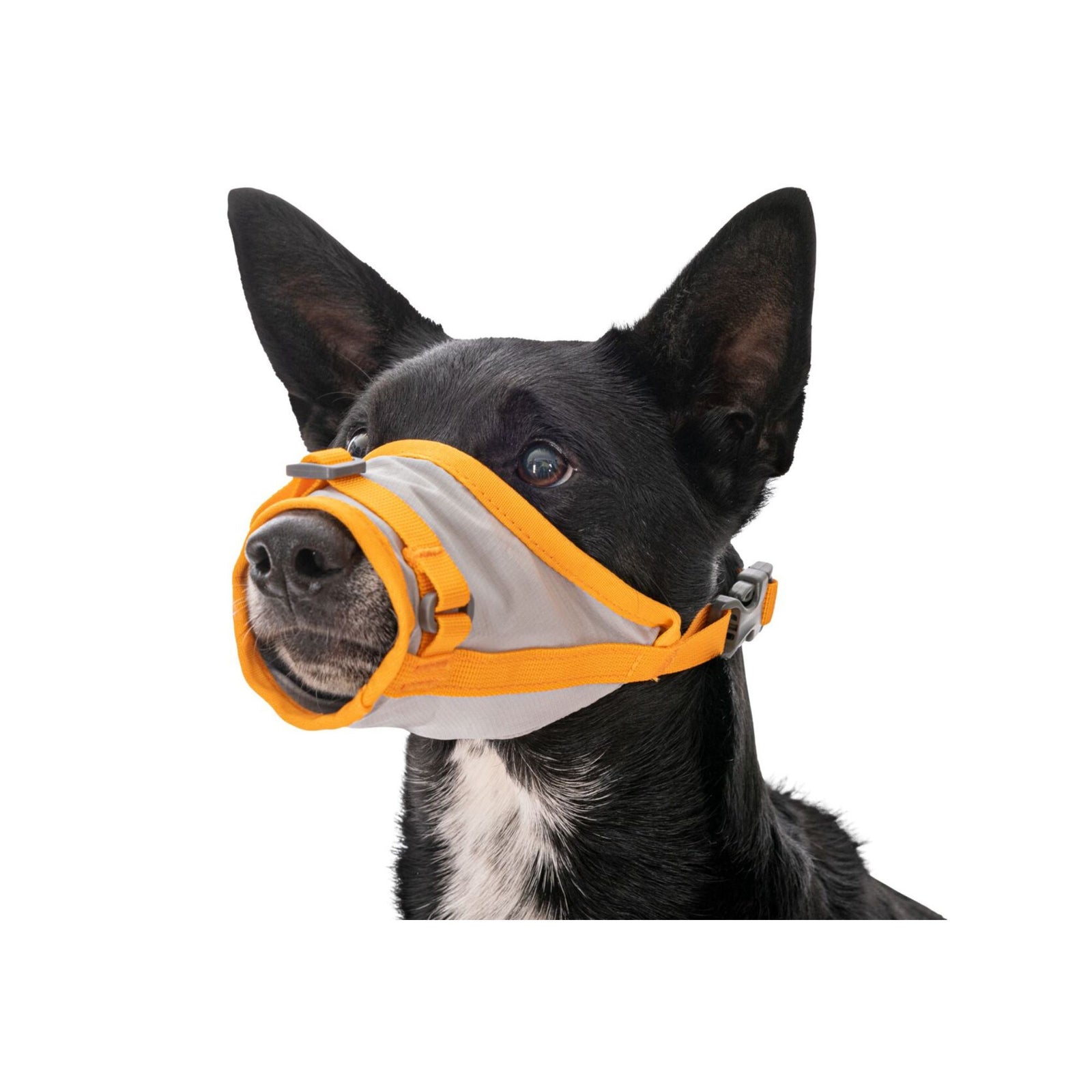 Black and white dog wearing the Ruffwear BackTrak first-aid muzzle in Cloudburst Gray with orange trim, showing adjustable snout fit and buckle strap behind the ears, white background