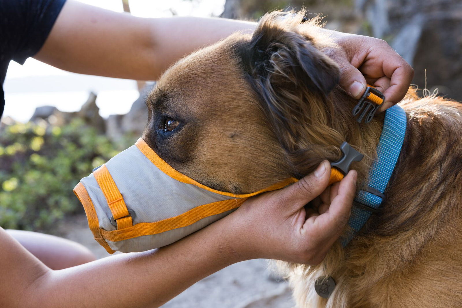 Hands fitting the Ruffwear BackTrak first-aid muzzle in Cloudburst Gray with orange trim onto a golden brown dog outdoors, buckle being secured behind the ears, coastal rocks and greenery softly blurred behind