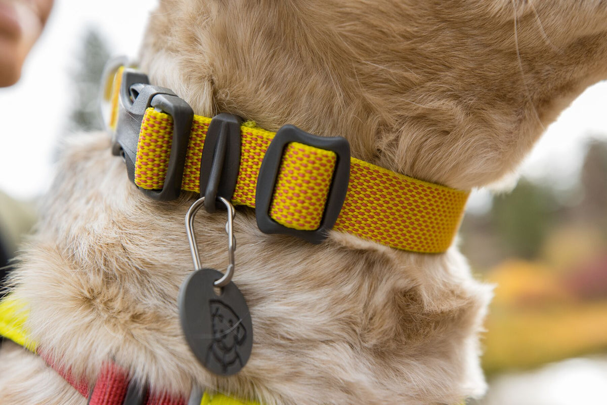Ruffwear Hi &amp; Light dog collar worn on dog, showing fit and D-ring placement