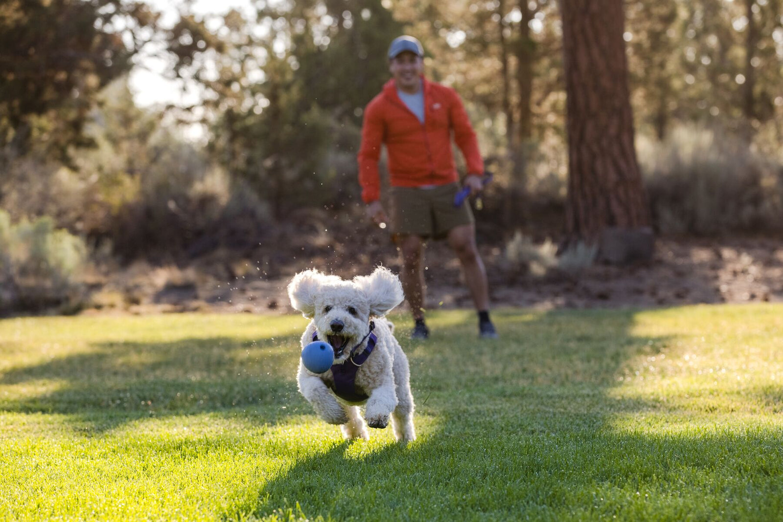 White fluffy dog running at full speed across grass carrying the Ruffwear Huckama toy in Heliotrope Purple in its mouth, ears flying, with smiling owner in an orange jacket jogging behind among pine trees