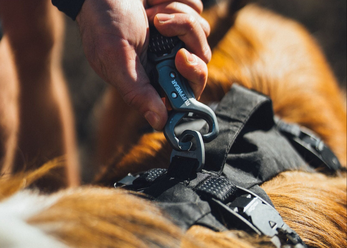 Ruffwear Ridgeline Lead Auto-Locking Talon Clip being attached to a dog harness on a golden dog