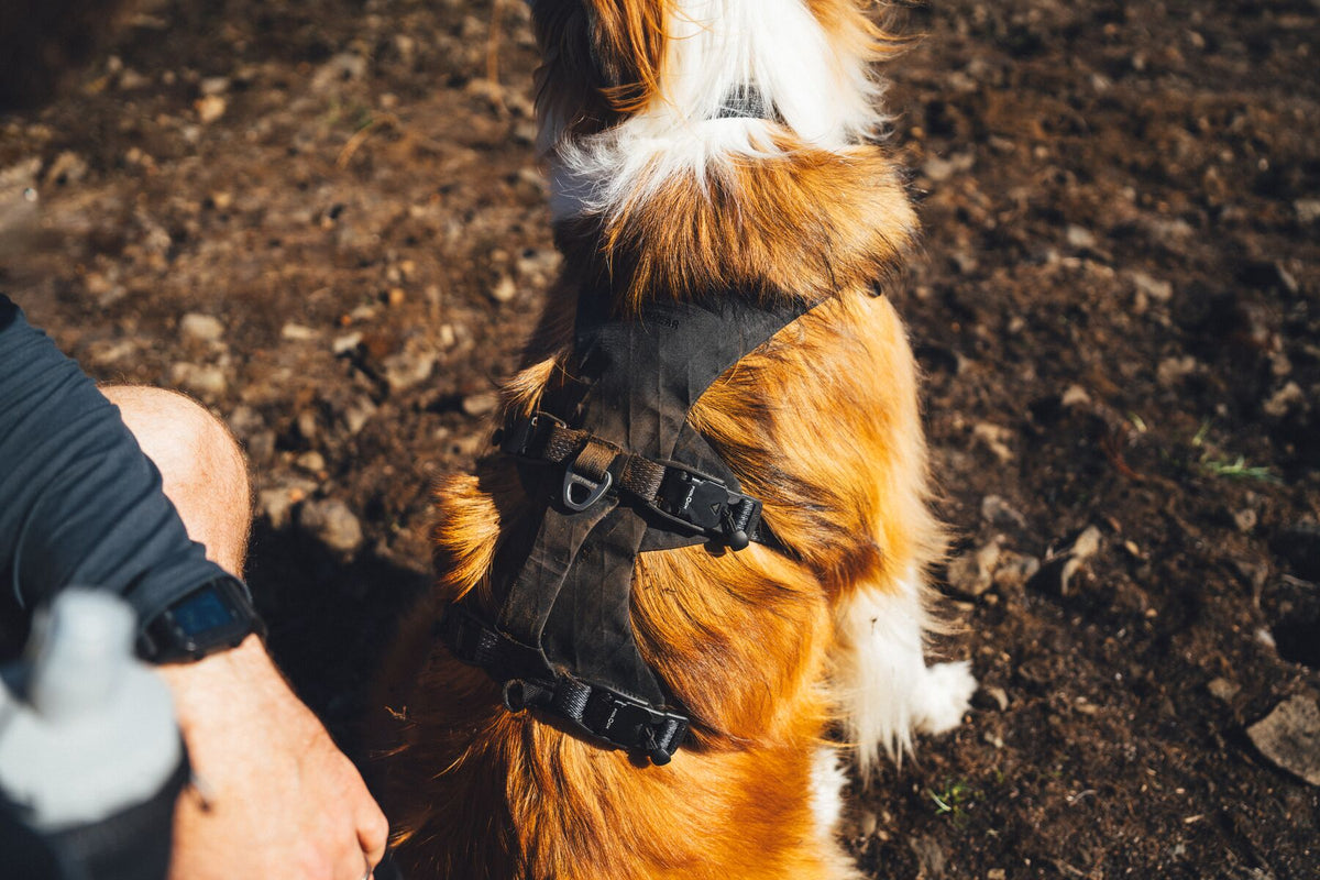 Golden and white dog wearing the Ruffwear Ridgeline harness in Obsidian Black on rocky terrain, owner's hand visible beside them, showing the harness fit from above on the trail