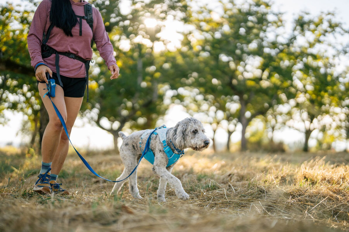 Woman walking a white curly-coated dog wearing a blue Ruffwear harness on a dry grass trail through open woodland, the Ruffwear Stash Bag Mini in Coastal Mountains visible on the blue leash in her hand, backpack and dappled sunlight through trees behind them