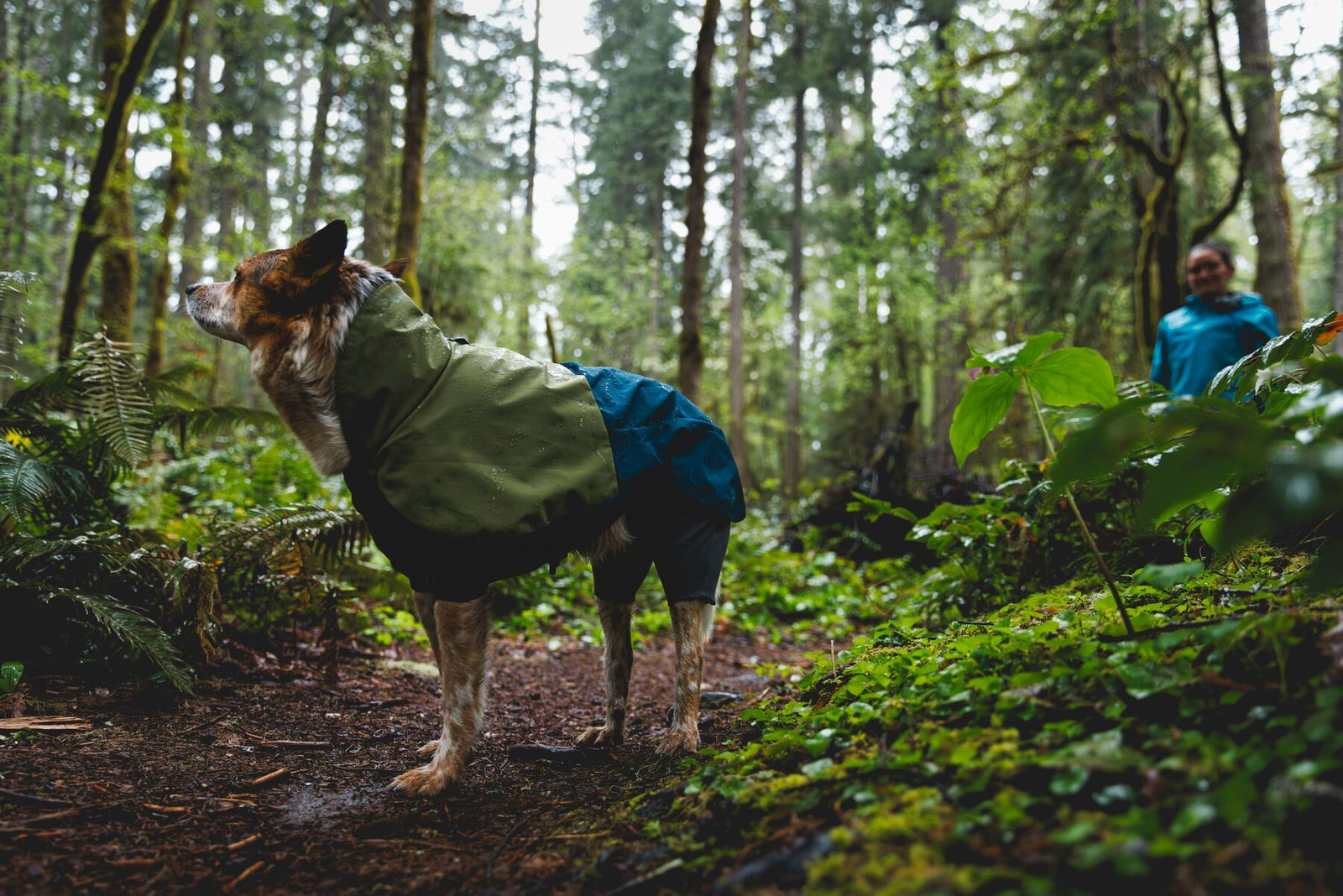 Dog wearing Ruffwear Sun Shower Coverall on a forest trail