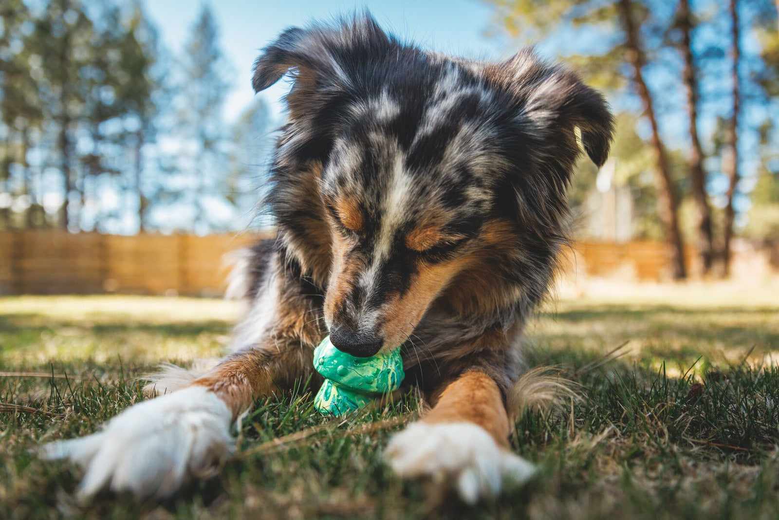 Australian Shepherd dog lying on grass, nose-down and completely absorbed in working at the Ruffwear Toadstool toy in Moss Green, pine trees and wooden fence softly blurred behind in warm afternoon sun
