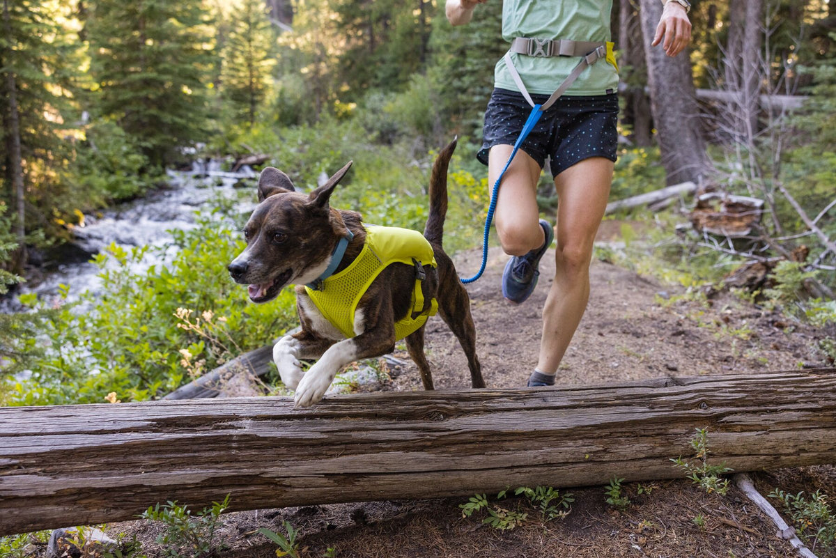 Dark brindle dog wearing a yellow Ruffwear Trail Runner Vest leaping over a fallen log on a woodland trail beside a stream, connected by a blue Trail Runner Leash to a runner wearing the Ruffwear Trail Runner Belt, trees and water behind them
