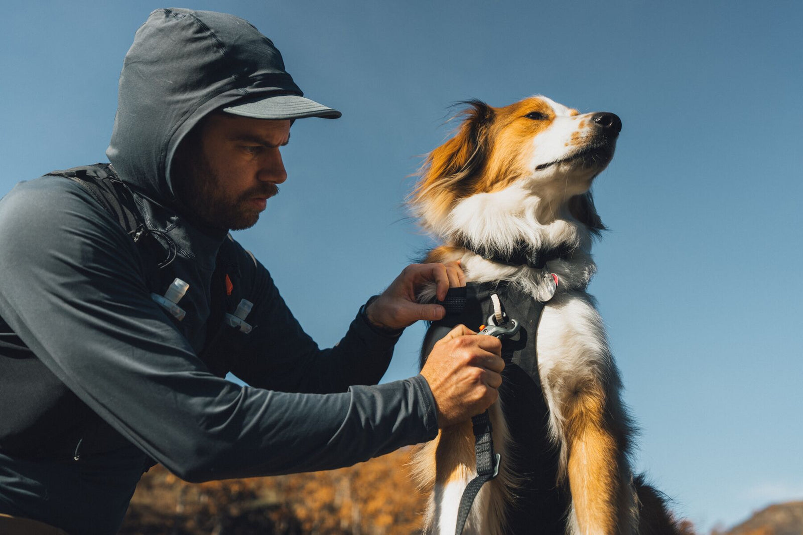 Hiker attaching the Ridgeline Lead on to the Ruffwear Ridgeline harness worn by a golden and white dog, outdoors against a clear blue sky on open hillside terrain
