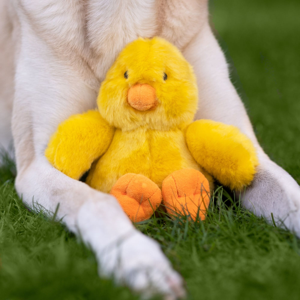 White dog holding Fluff &amp; Tuff Howie Duck yellow plush toy between paws on grass"